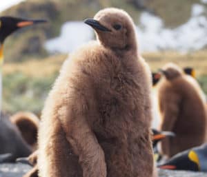 ANTARCTICA CRUISES – EARLY BOOKING OFFERS