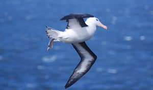 blac-browed-albatross
