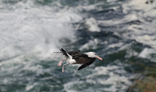 black-browed-albatross-coming-into-land-falkland-islands