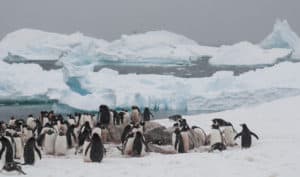 cuverville-island-antarctica-gentoo-penguins-icebergs-alex-burridge