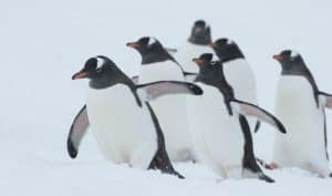 Gentoo Penguins Antarctica XXI