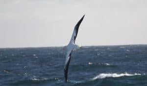 Wandering Albatross at Sea