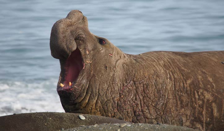Bull Elephant Seal Gold Harbour