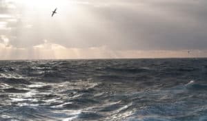 Albatross at Sea