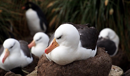 albatross Falkland Islands