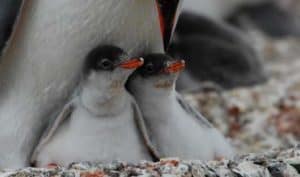 gentoo-penguins-chicks-antarctic-peninsula