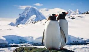 Gentoo-penguins-Antarctic-Peninsula