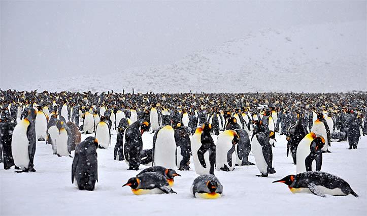 King penguins, South Georgia