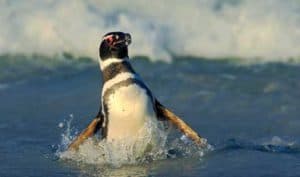 Magellanic-Penguin-Falkland-Islands