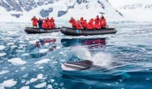 mike whale paradise bay Antarctic Peninsula national geographic explorer