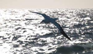 wandering-albatross-drake-passage