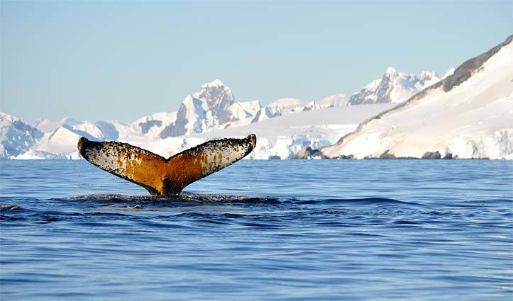 whale tail in Antarctica