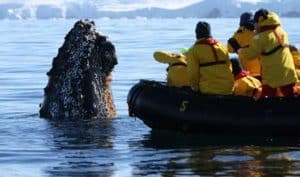 humpback-spy-hopping-Antarctic-Peninsula