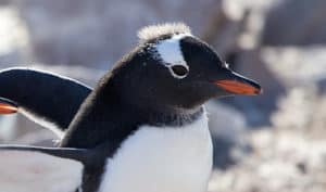 Top-notch Penguin