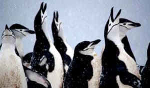chinstrap penguins Antarctica