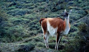 guanaco Patagonia Wildlife