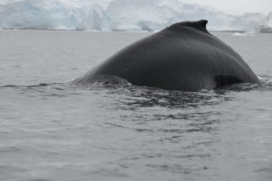 Humback Whale Fournier Bay Alex Burridge