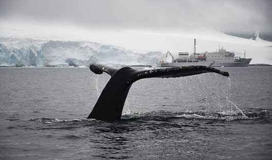 humpback whales Jack Burridge