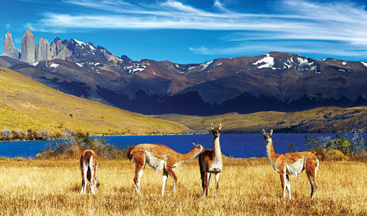 Wildlife Patagonia