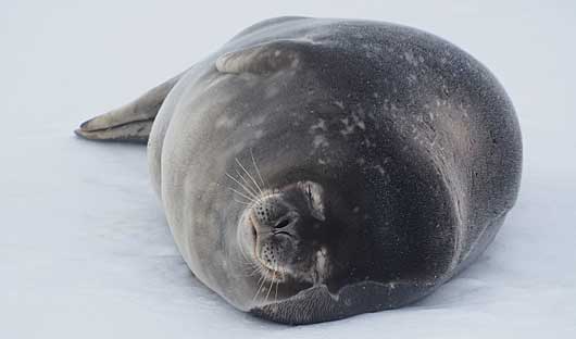 Seal at Deception Island Antarctica