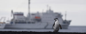 Chinstrap-penguin-Bailey-Head-South-Shetlands-Antarctic-Peninsula-Jan-2018-Alex-Burridge