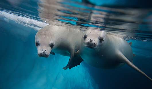 Seals underwater Antarctica