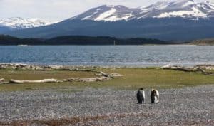 King penguins Tierra del Fuego - Argentina