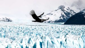 Andean Condors over Perito Moreno glacier - Adrian Hill