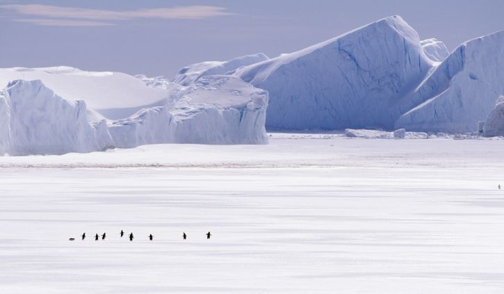 penguins antarctica
