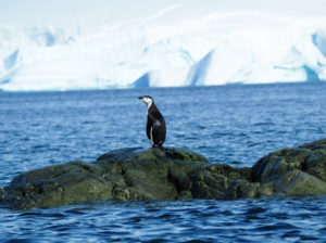 Lone Chinstrap penguin Antarctic Peninsula by Carol Hofman