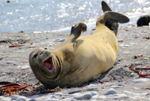 Elephant Seal 'laughing' by Robert Titchener