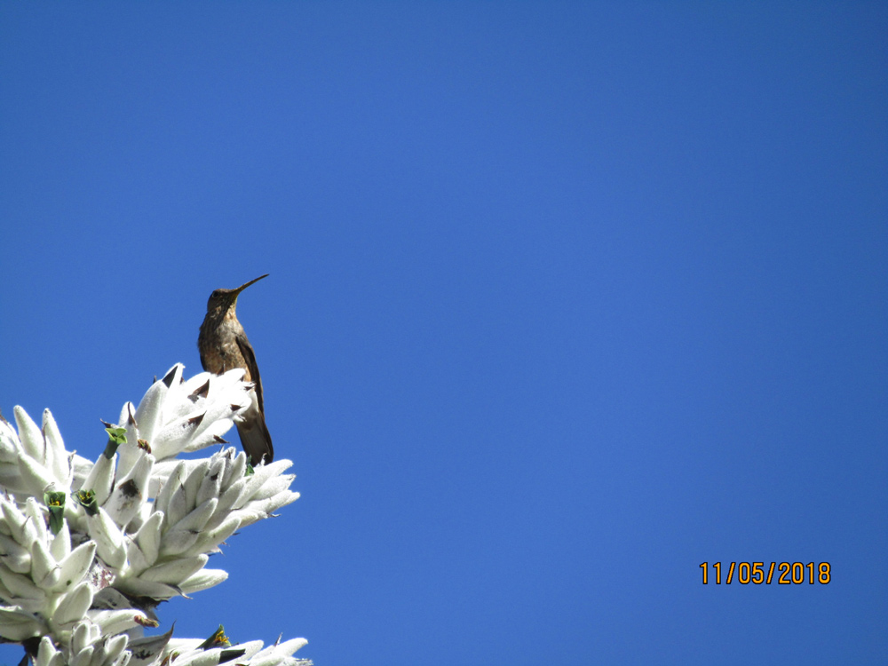 Hummingbird at Colca Canyon by Marian Harris
