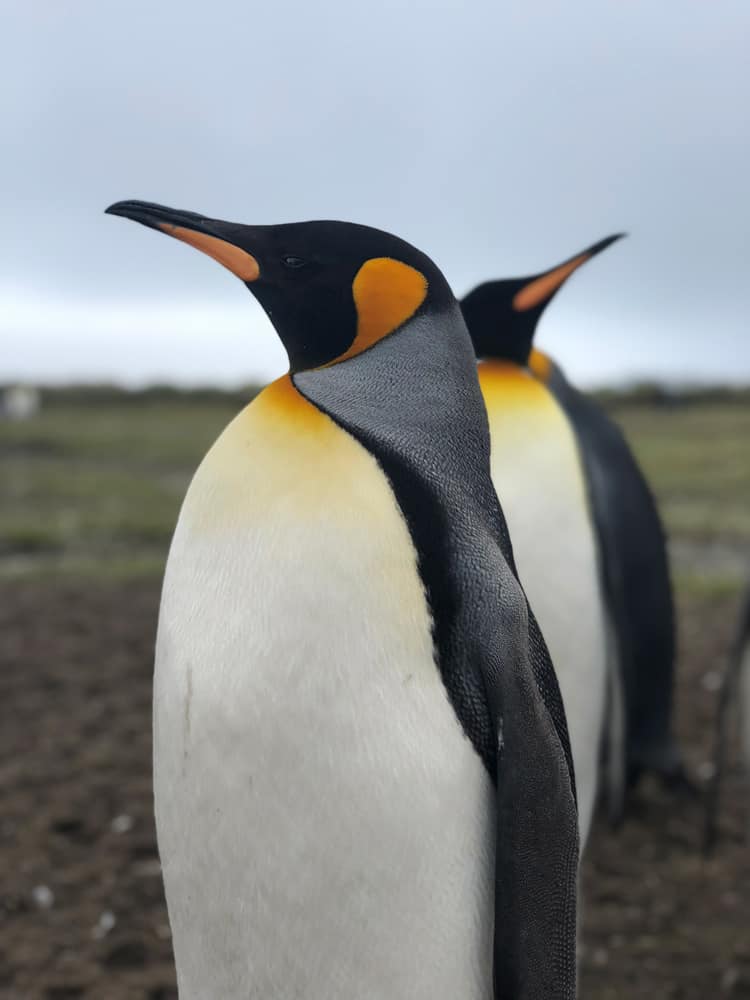 King Penguins, South Georgia by Jacqui Read