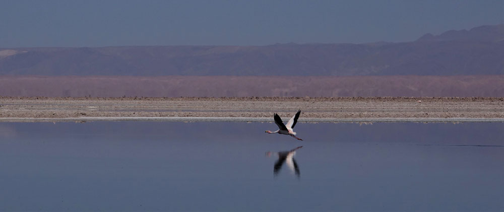 Atacama Flamingo by Lewis Levitz
