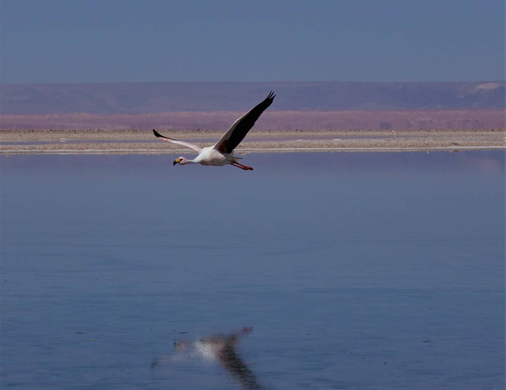 Atacama Flamingo by Lewin Levitz
