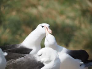 Black browed albatross, West Point Island, Falklands by Lee Boag