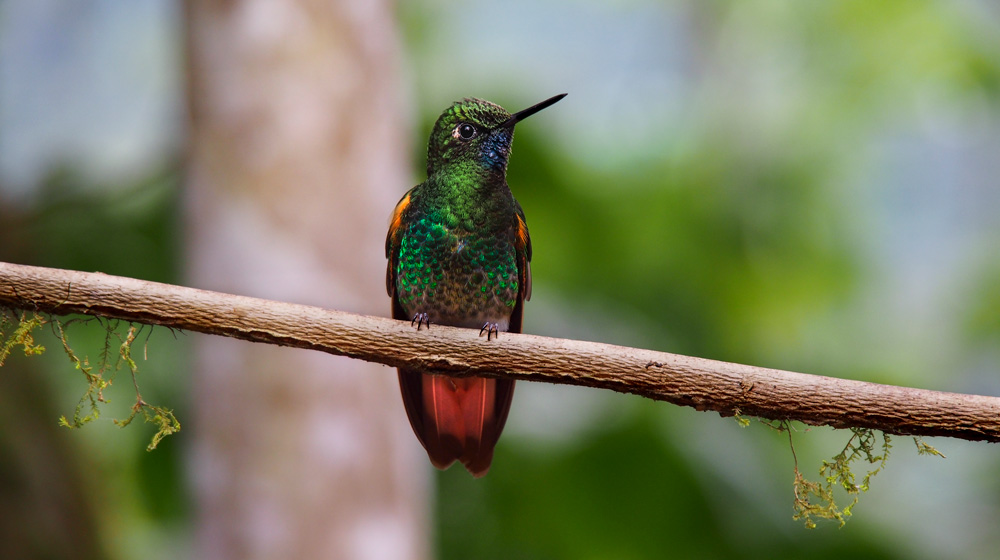Bufftailed Coronet Hummingbird Tandayapa Valley, Ecuador by Angela Borg