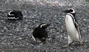 Magellan Penguins Gable Island