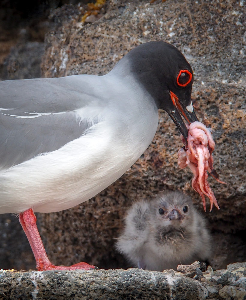 Galapagos Swallow Tail Gull feeding chick by Angela Borg