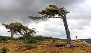 Wind swept tree Gable Island