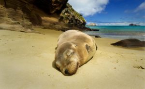 Fur Seal Galapagos Islands by Adam Fry