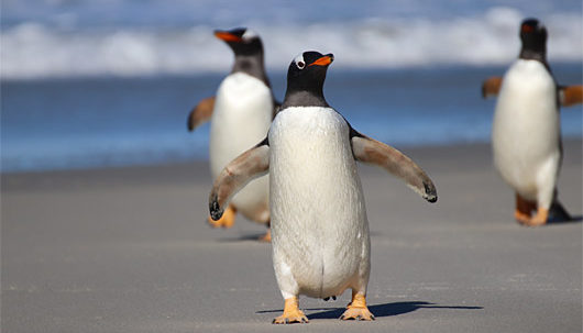 Gentoo Penguin on beach