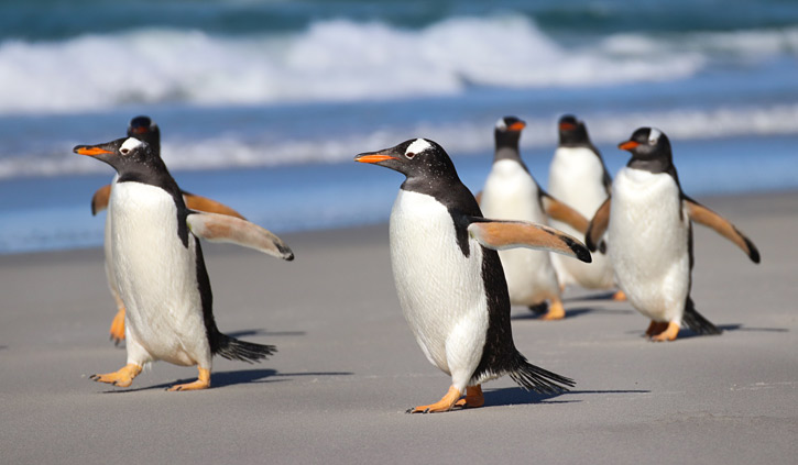 Gentoo Penguins Falklands