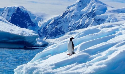 Lone Penguin, Antarctic Peninsula by Emma Magrath