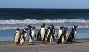 Magellanic Penguins Falkland Islands
