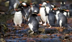 Snares Crested Penguins