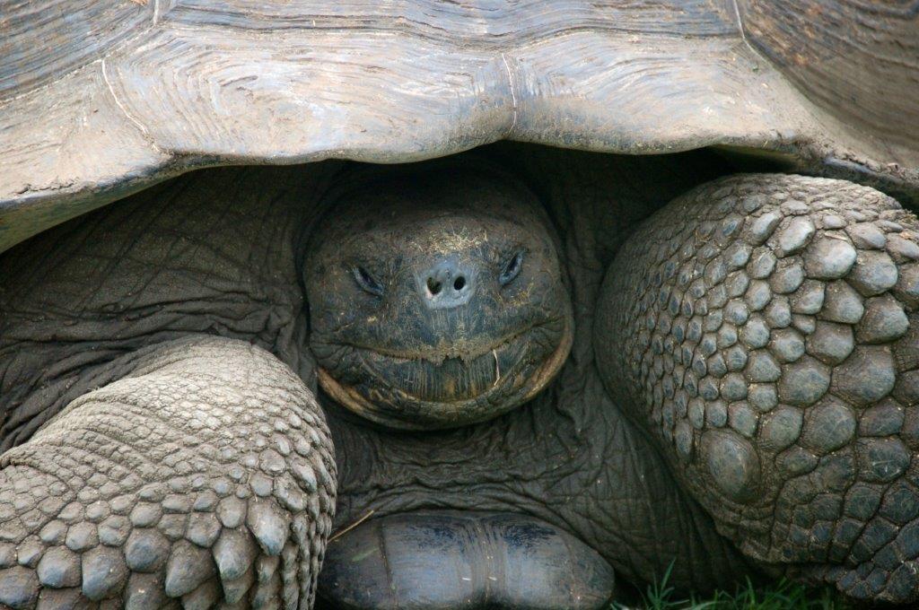 Giant Tortoise, Galapagos Islands by Amanda Coombes