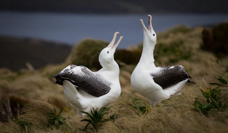 Royal Albatross Heritage Expeditions