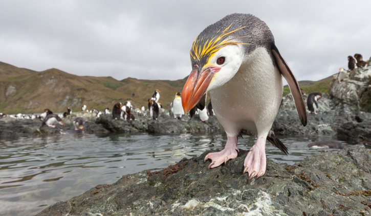 Heritage Expeditions - Macquarie Island