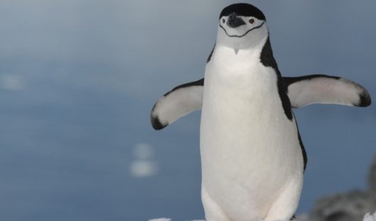 Chinstrap Penguin, Antarctic Peninsula by Yvette Jaczina
